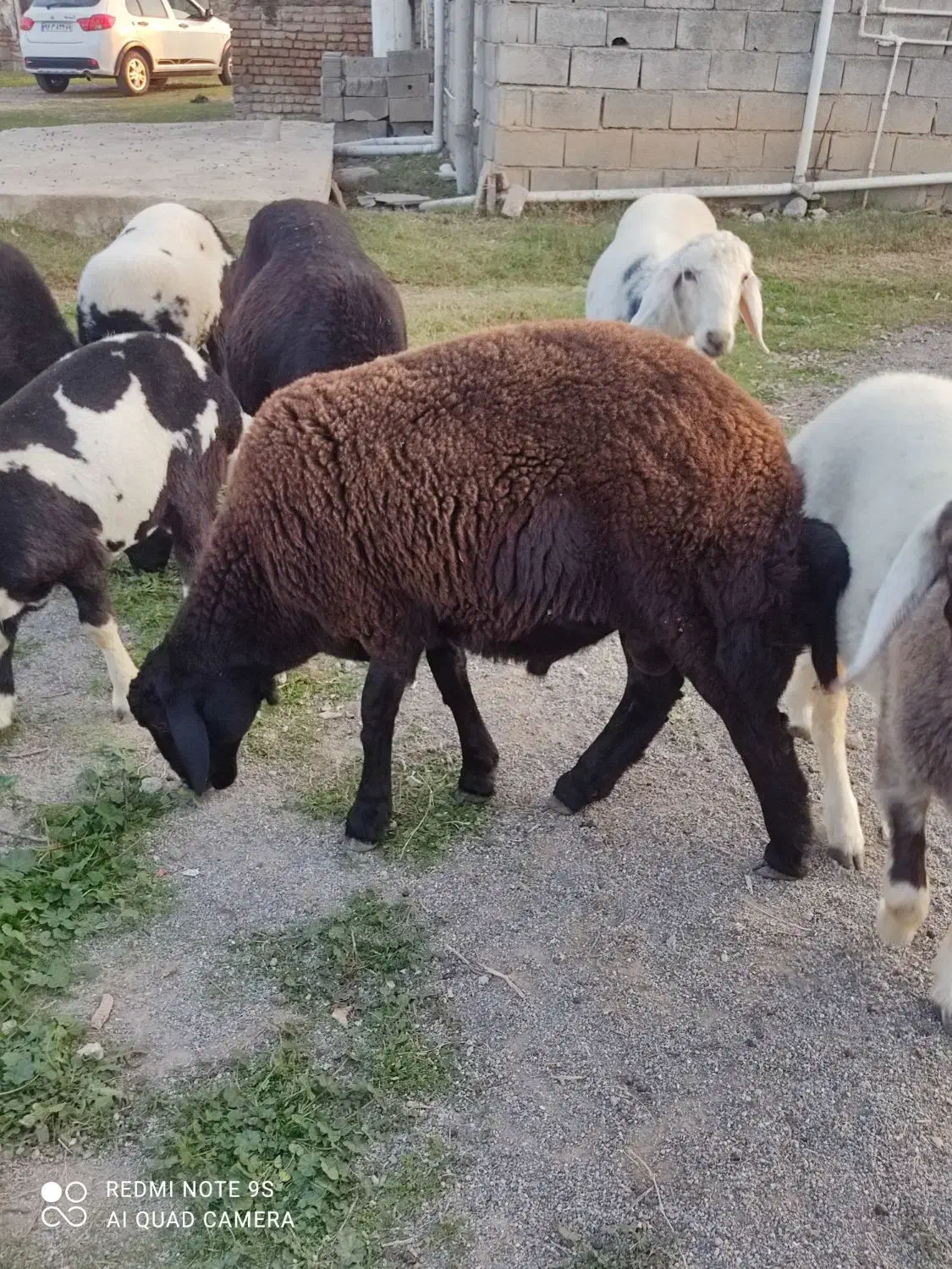 توقلی  نر قوچی. چاق.|حیوانات مزرعه|آق قلا, |دیوار