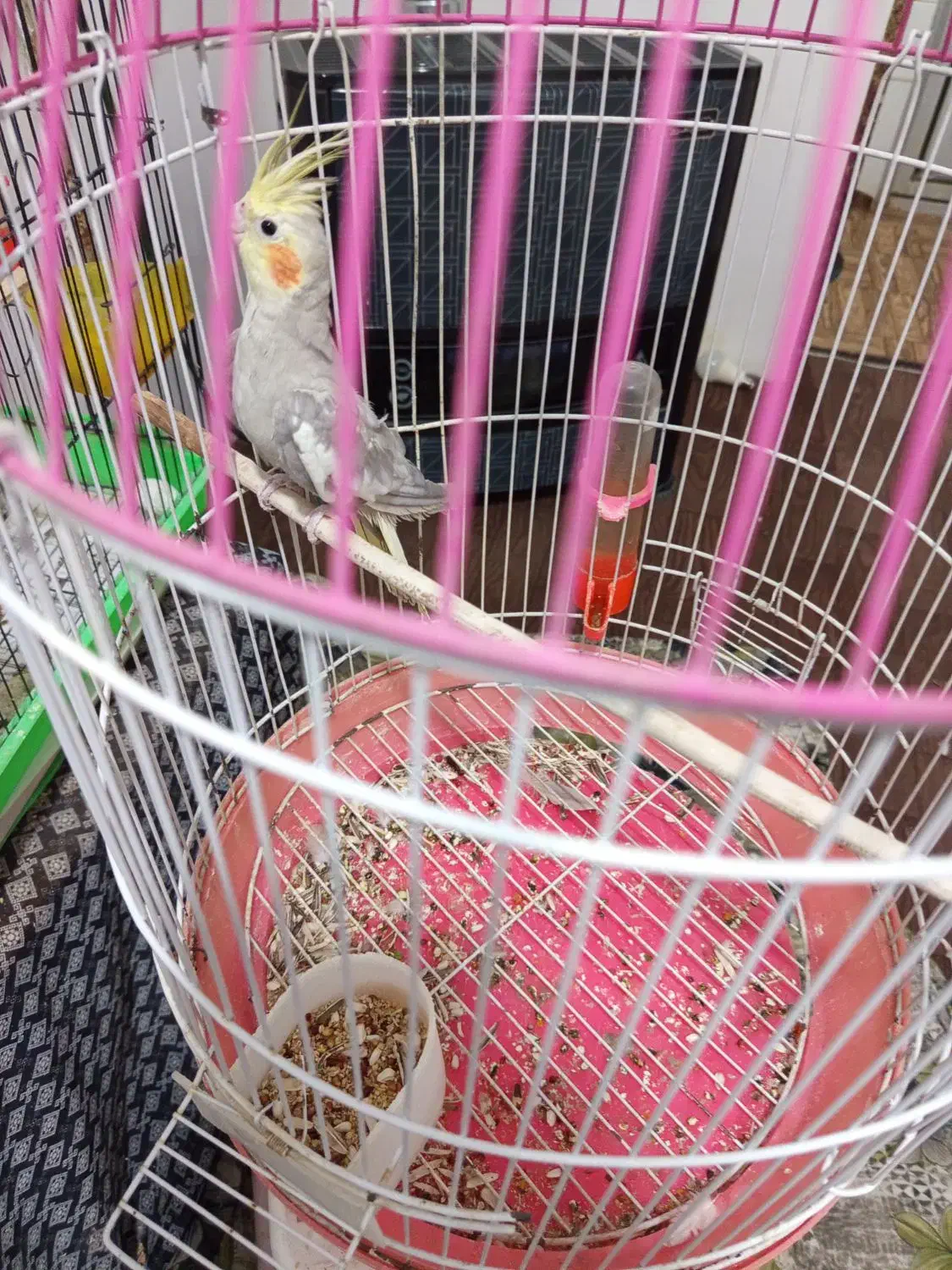 عروس هلندی سخنگو|پرنده|رودسر, |دیوار