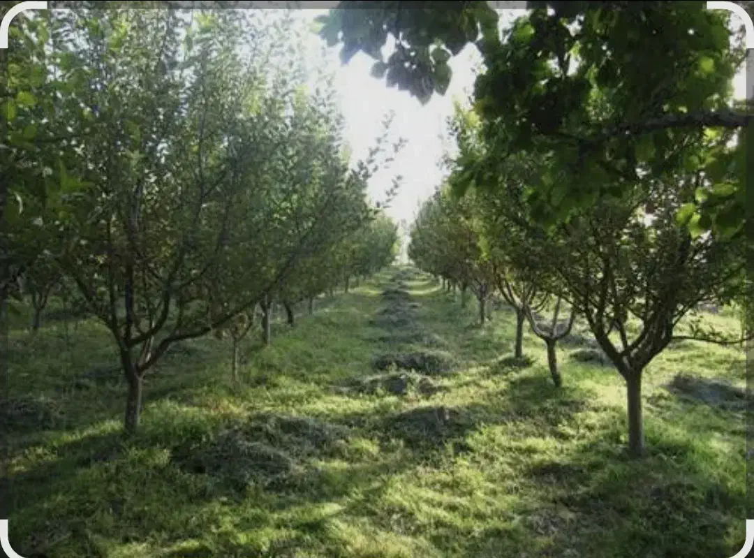 ۶۰۰متر باغچه ۶۰متر بنا|فروش خانه و ویلا|رباطکریم, انجم آباد|دیوار