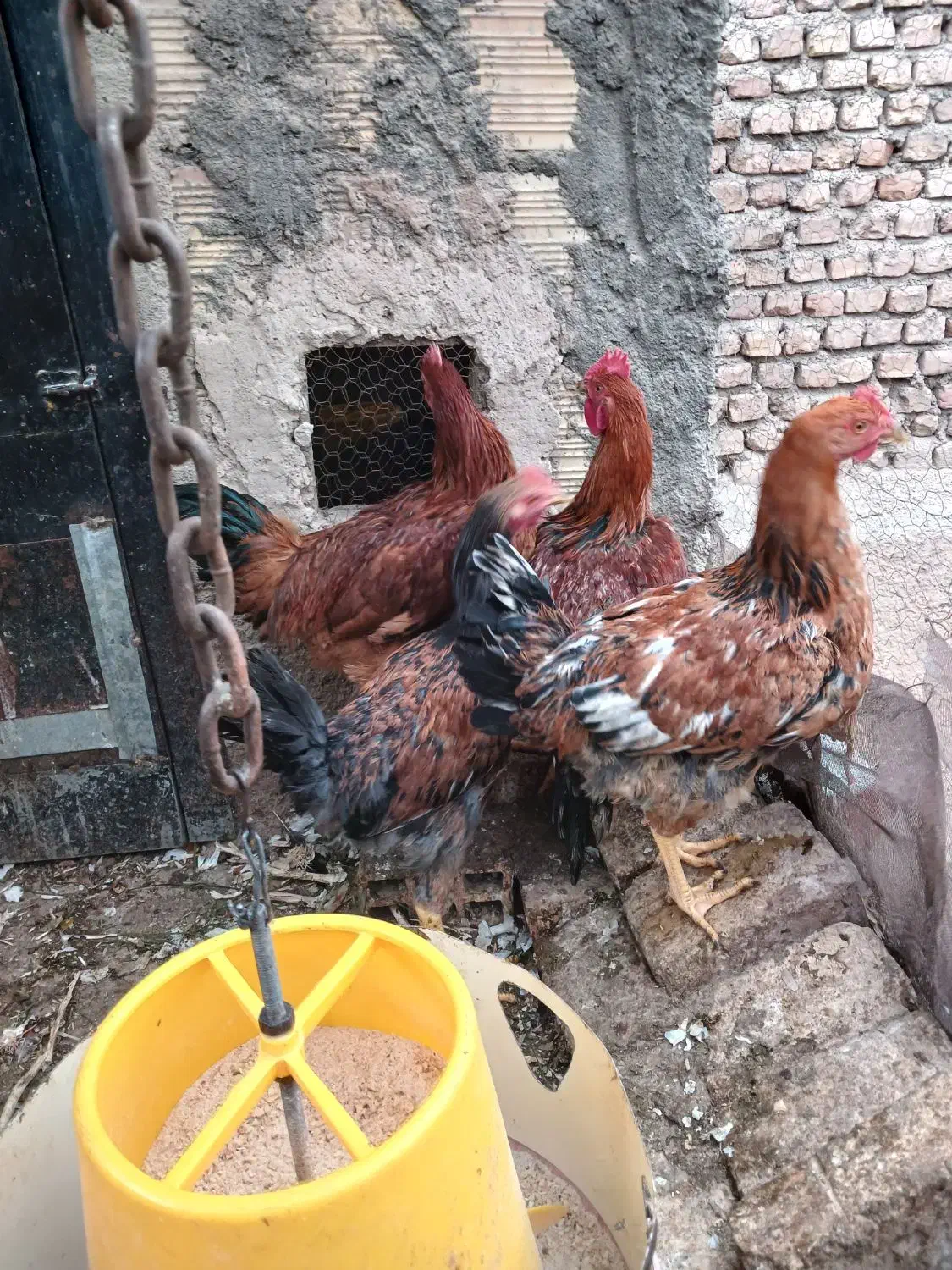 فروش خروس ومرغ|پرنده|بیرجند, |دیوار