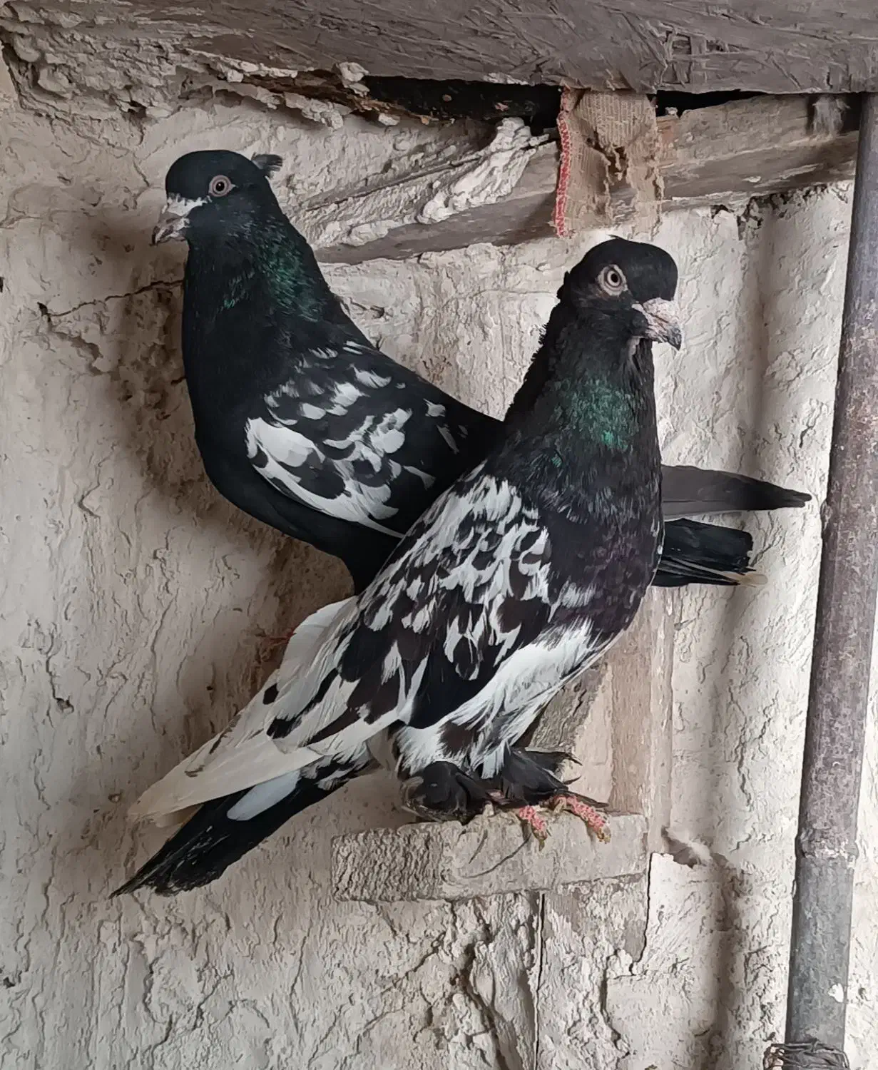 کفتر هوایی|پرنده|شیراز, گچی|دیوار
