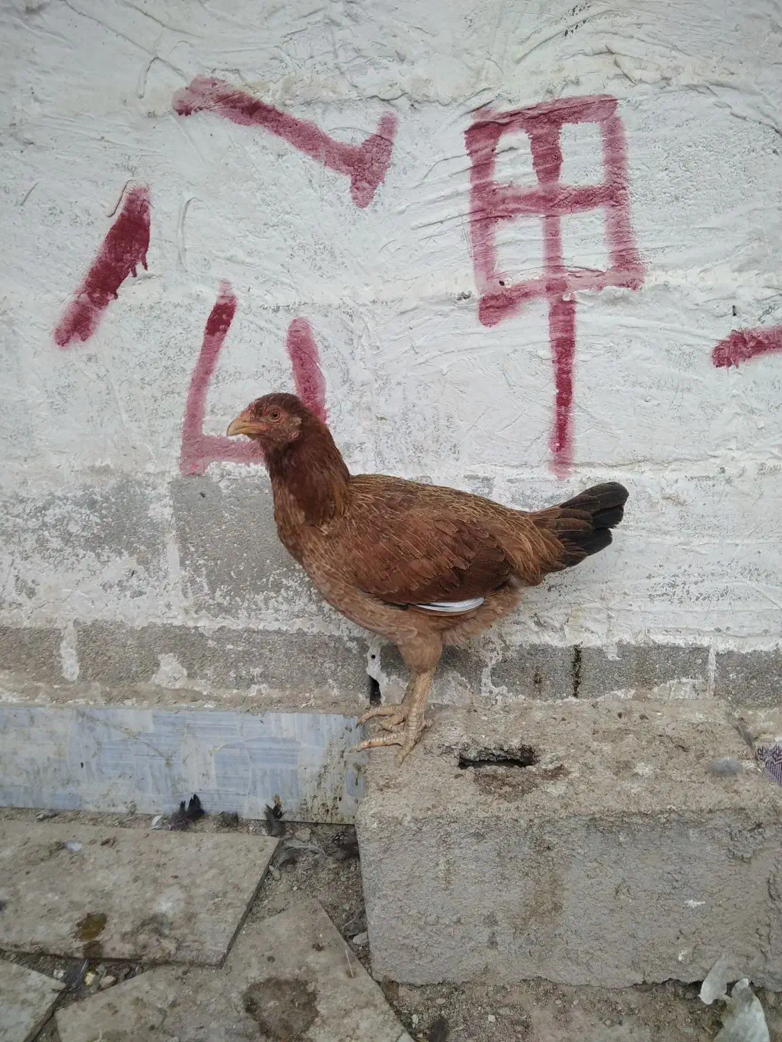 مرغ خروس محلی چاه قائدی وحید کشتکار|حیوانات مزرعه|لامرد, |دیوار
