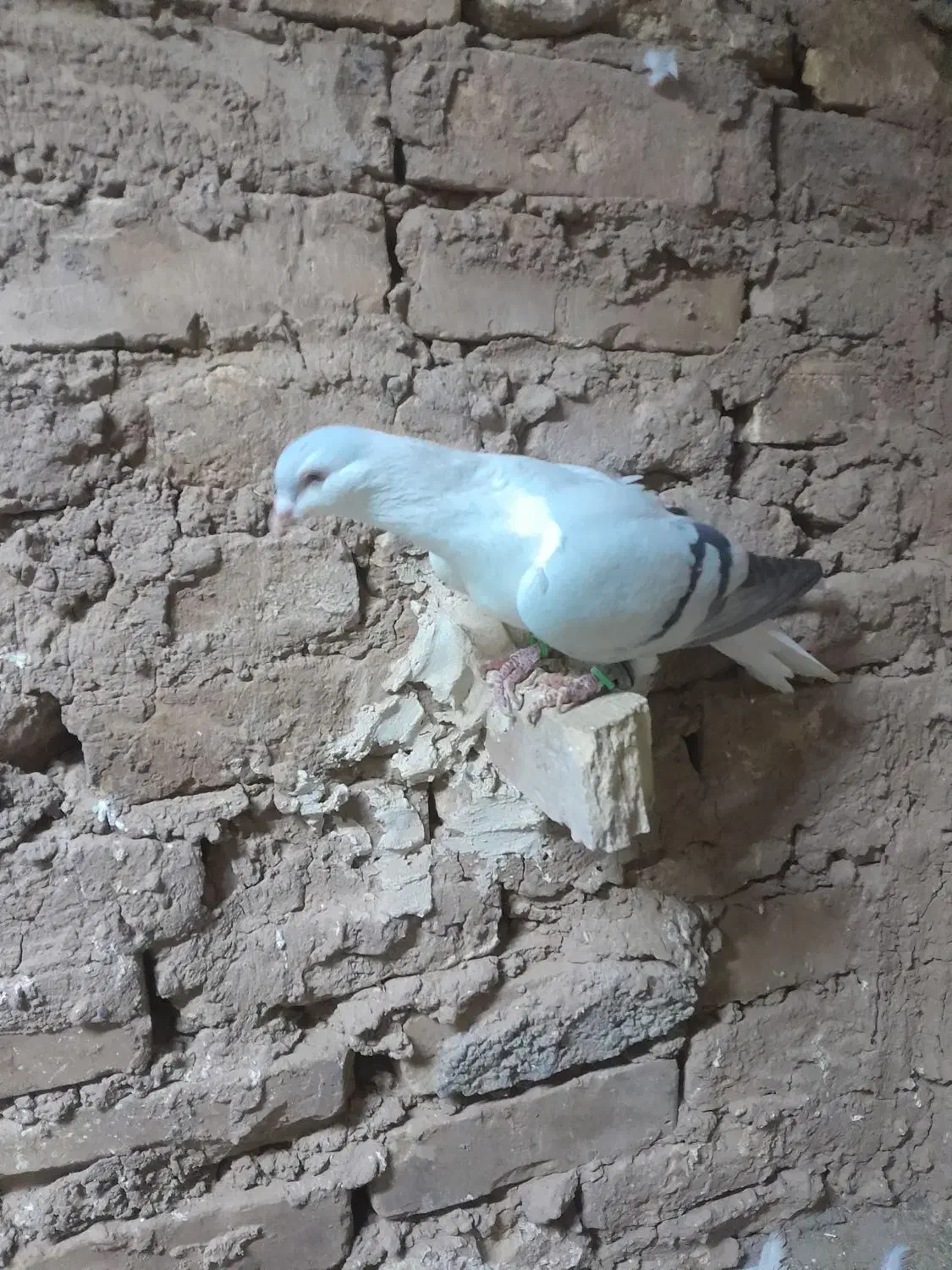 کبوتر|پرنده|تربت جام, جامرود|دیوار