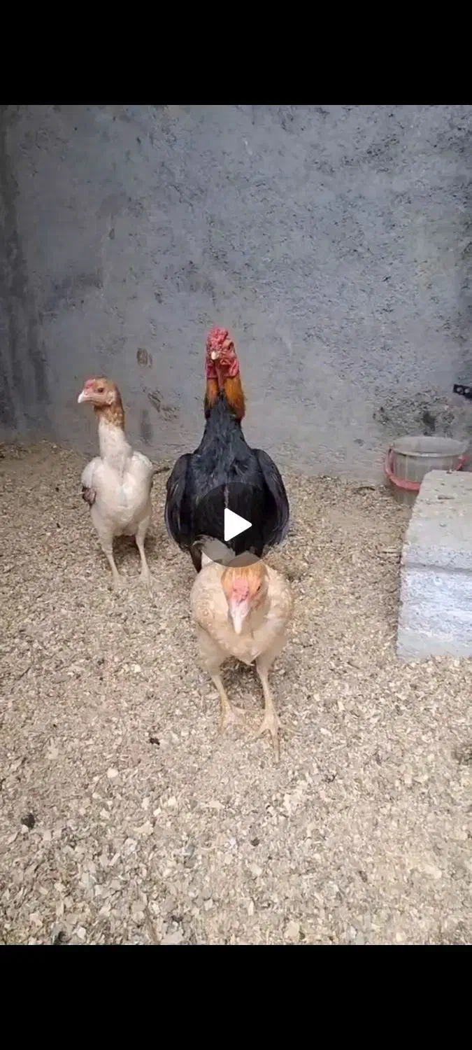 مرغ و خروس کوشامو|حیوانات مزرعه|تهران, مولوی|دیوار