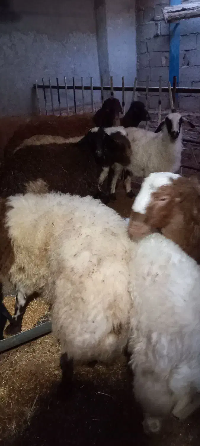 فروش بره نر چااق|حیوانات مزرعه|کاشان, مزرعه نو|دیوار