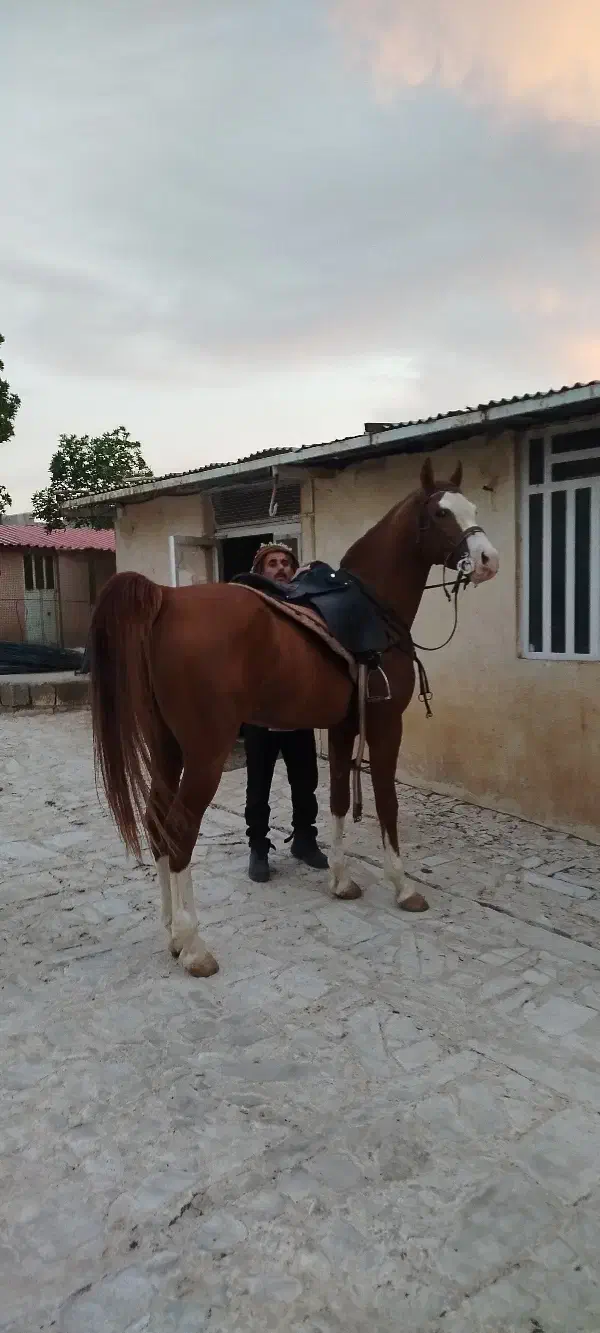 اسب مادیان نریان و کره|اسب و تجهیزات اسبسواری|شیراز, شهرک فرزانگان|دیوار