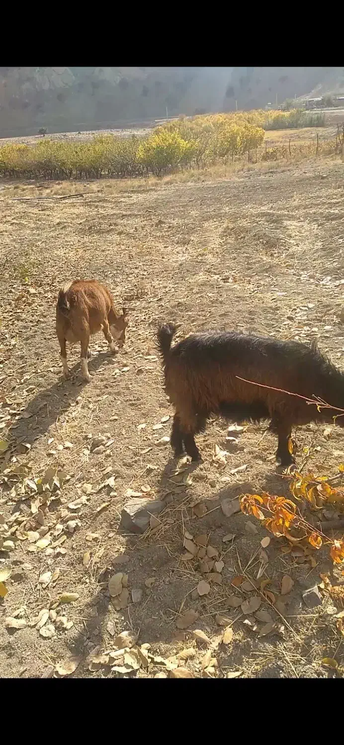 قیمت ۱۹۰۰۰۰۰۰۰۰|حیوانات مزرعه|شاهیوند, |دیوار