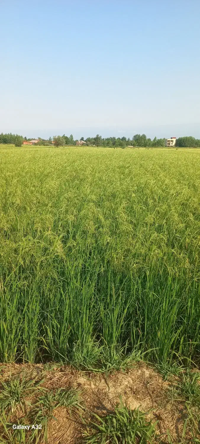 برنج هاشمی درجه یک|خوردنی و آشامیدنی|صومعه‌سرا, |دیوار