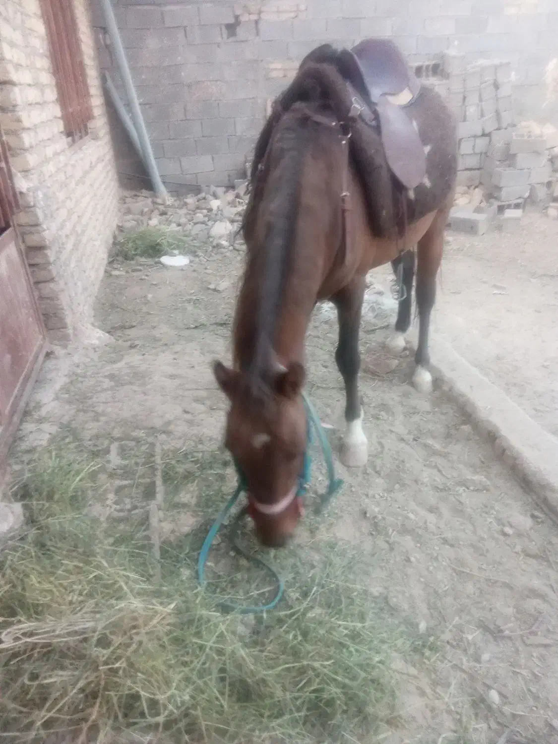 اسب یورقه۳۰ملیون|اسب و تجهیزات اسب‌سواری|مشهد, فردوسی|دیوار