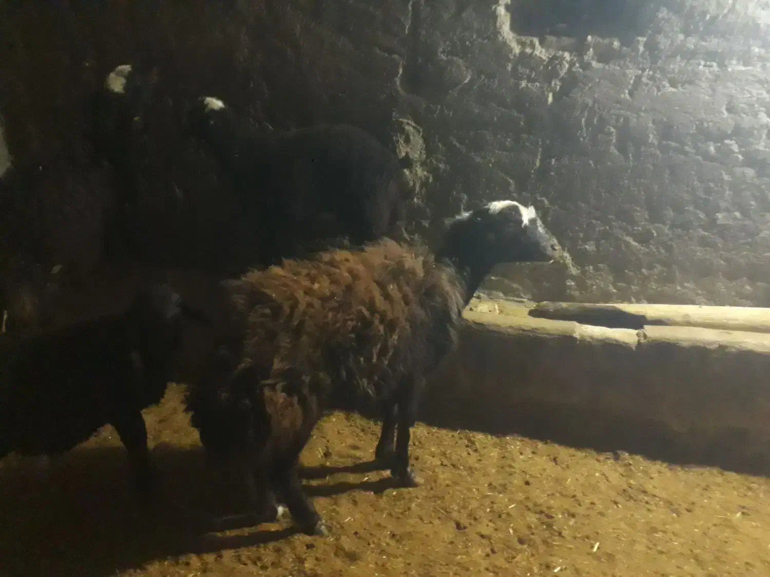 میش|حیوانات مزرعه|بربرود, |دیوار