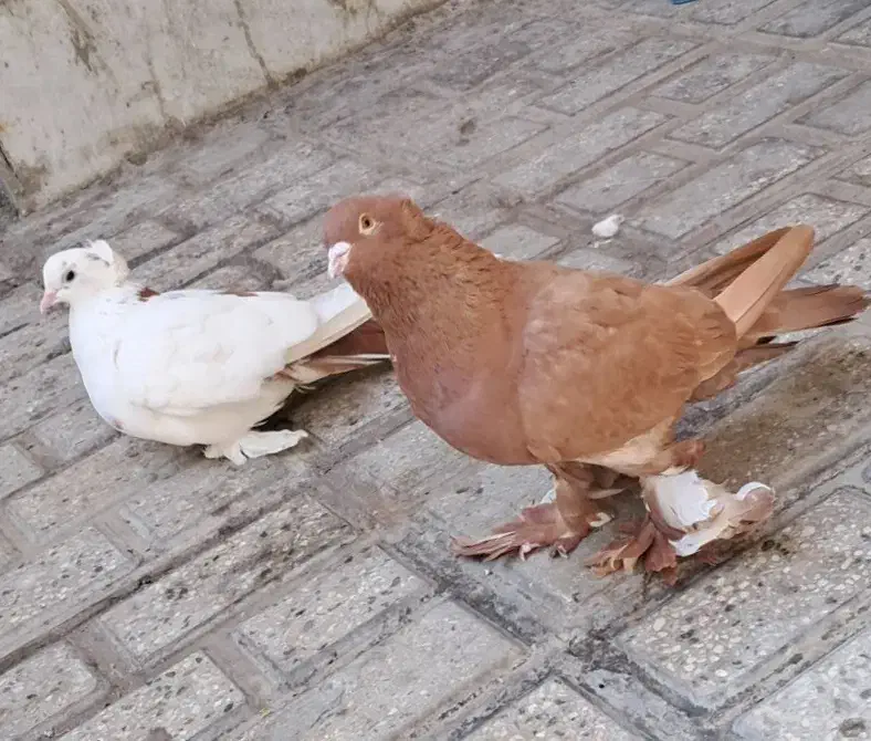 کبوتر پاپر و کاکلی|پرنده|گرگان, |دیوار