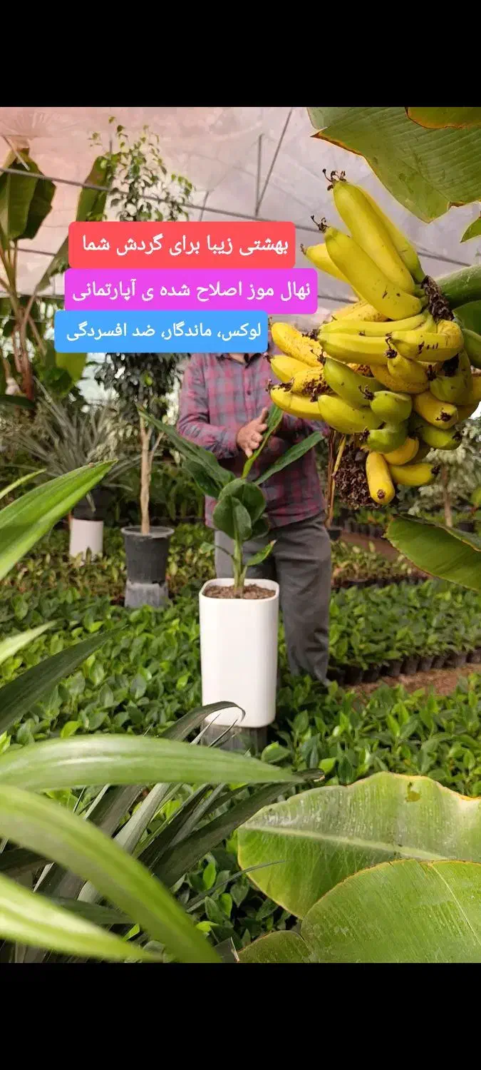 گل لوکس کادویی کد ۳۰۰۱|گل و گیاه طبیعی|تبریز, |دیوار