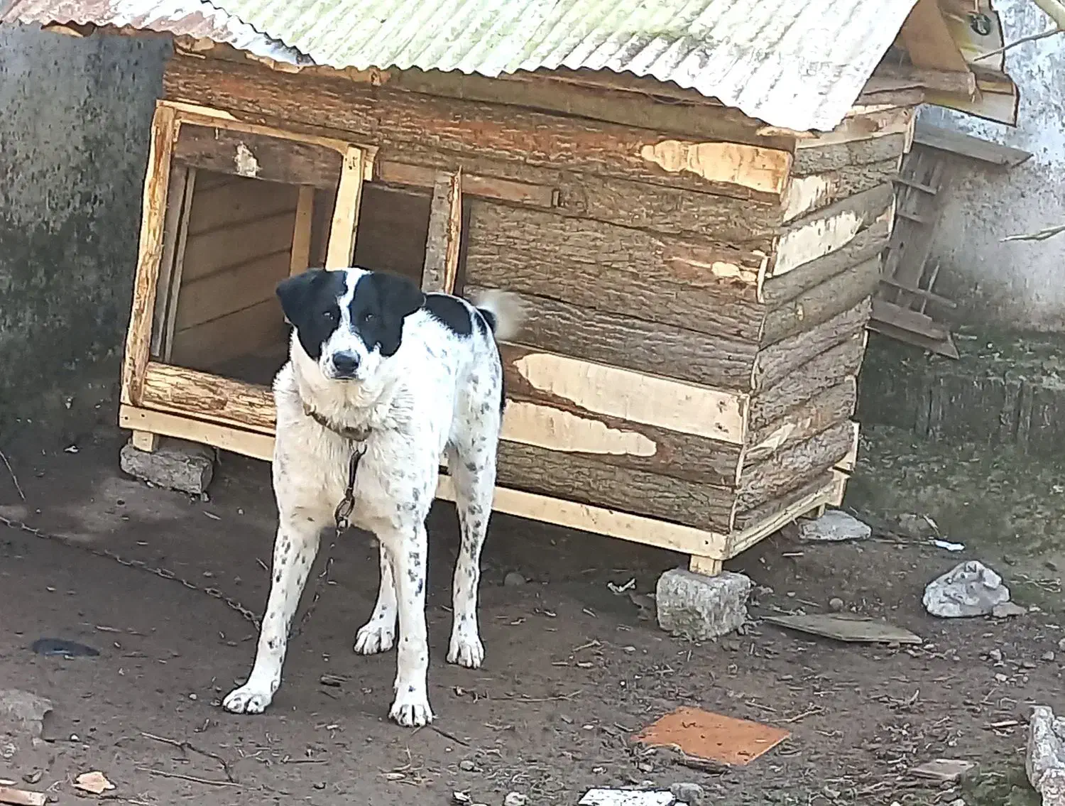 سگ گمشده|حیوانات|آستانه اشرفیه, |دیوار