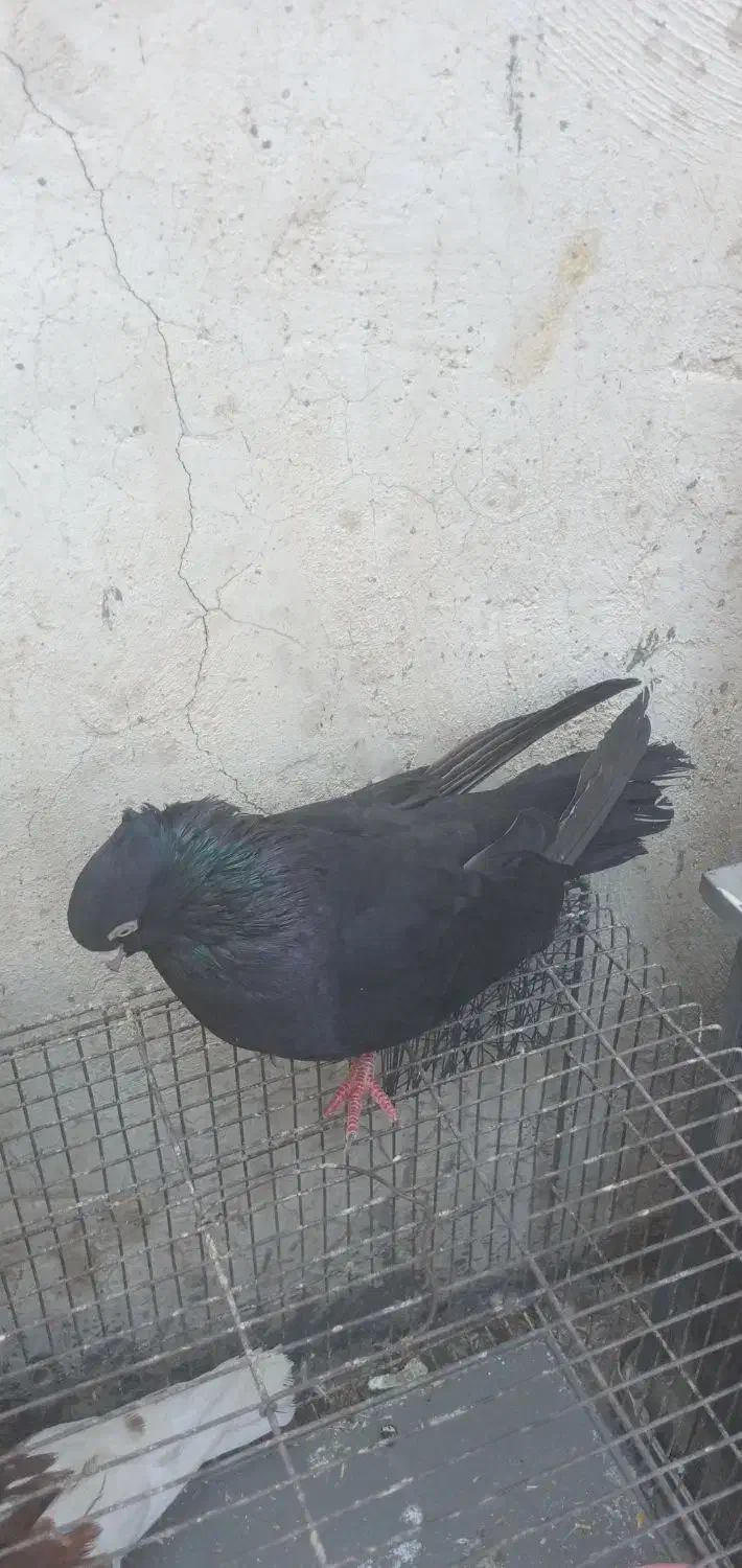 کبوتر|پرنده|مسجد سلیمان, |دیوار