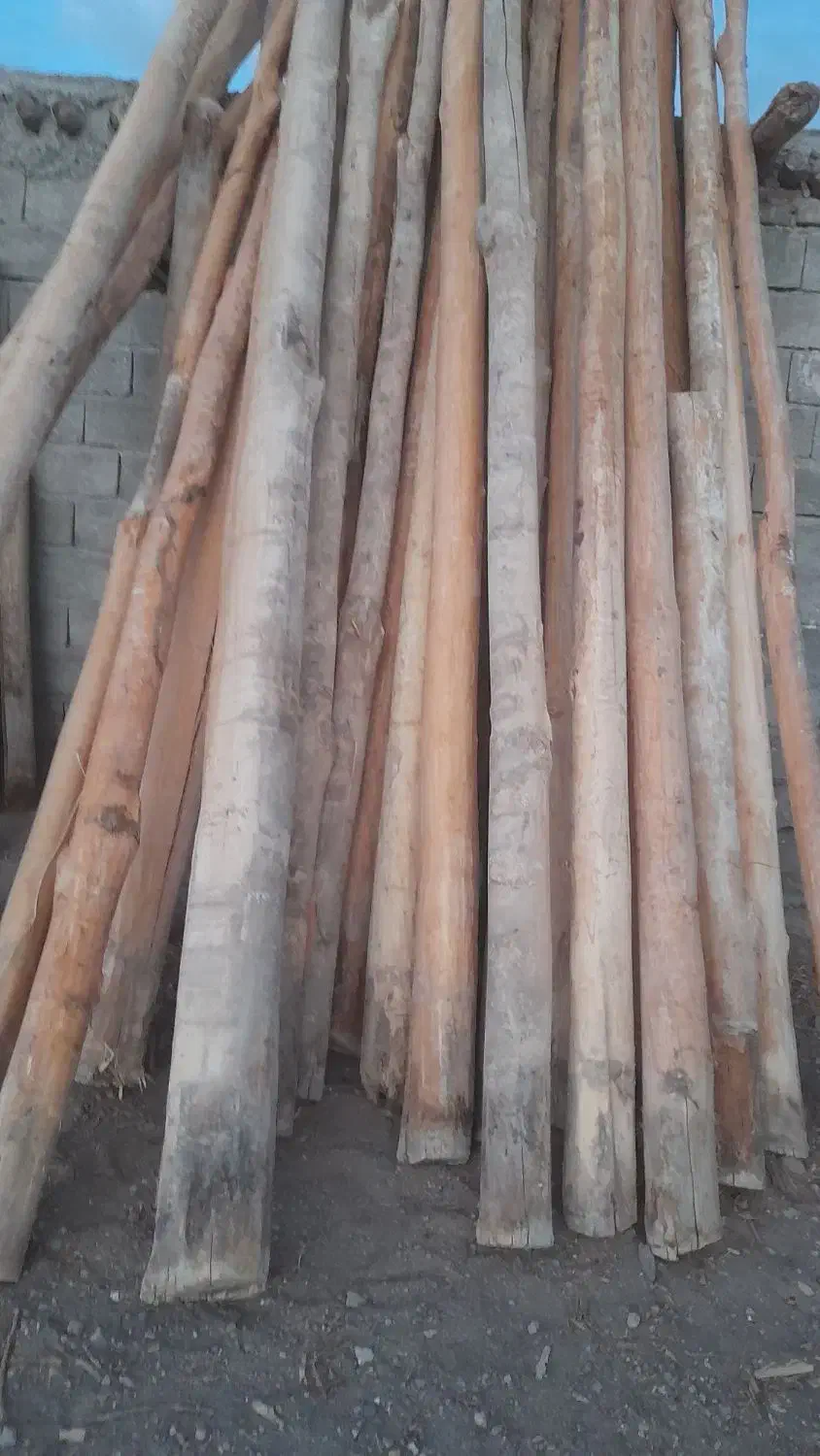 خریدار انواع چوب ساختمانی قلمه بیدودرختان میوه|خدمات باغبانی و درختکاری|میانه, |دیوار