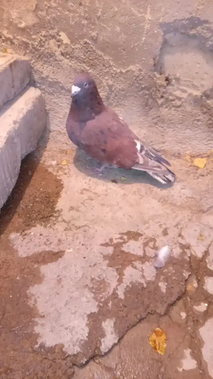 کفتر|پرنده|قوچان, |دیوار