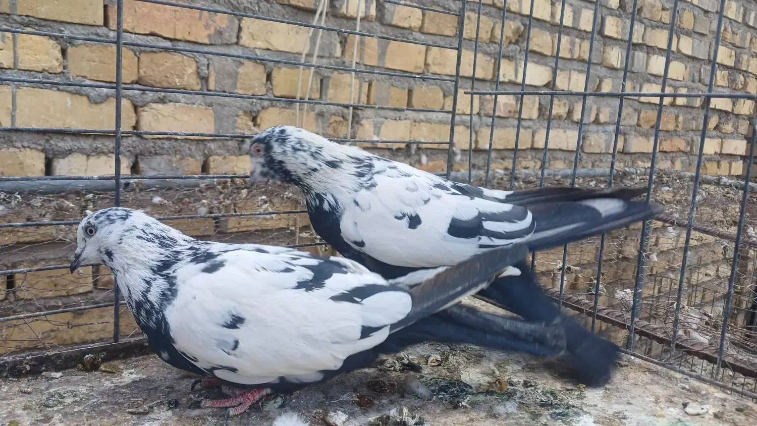 جفت نروماده دم زغالی|پرنده|میبد, |دیوار