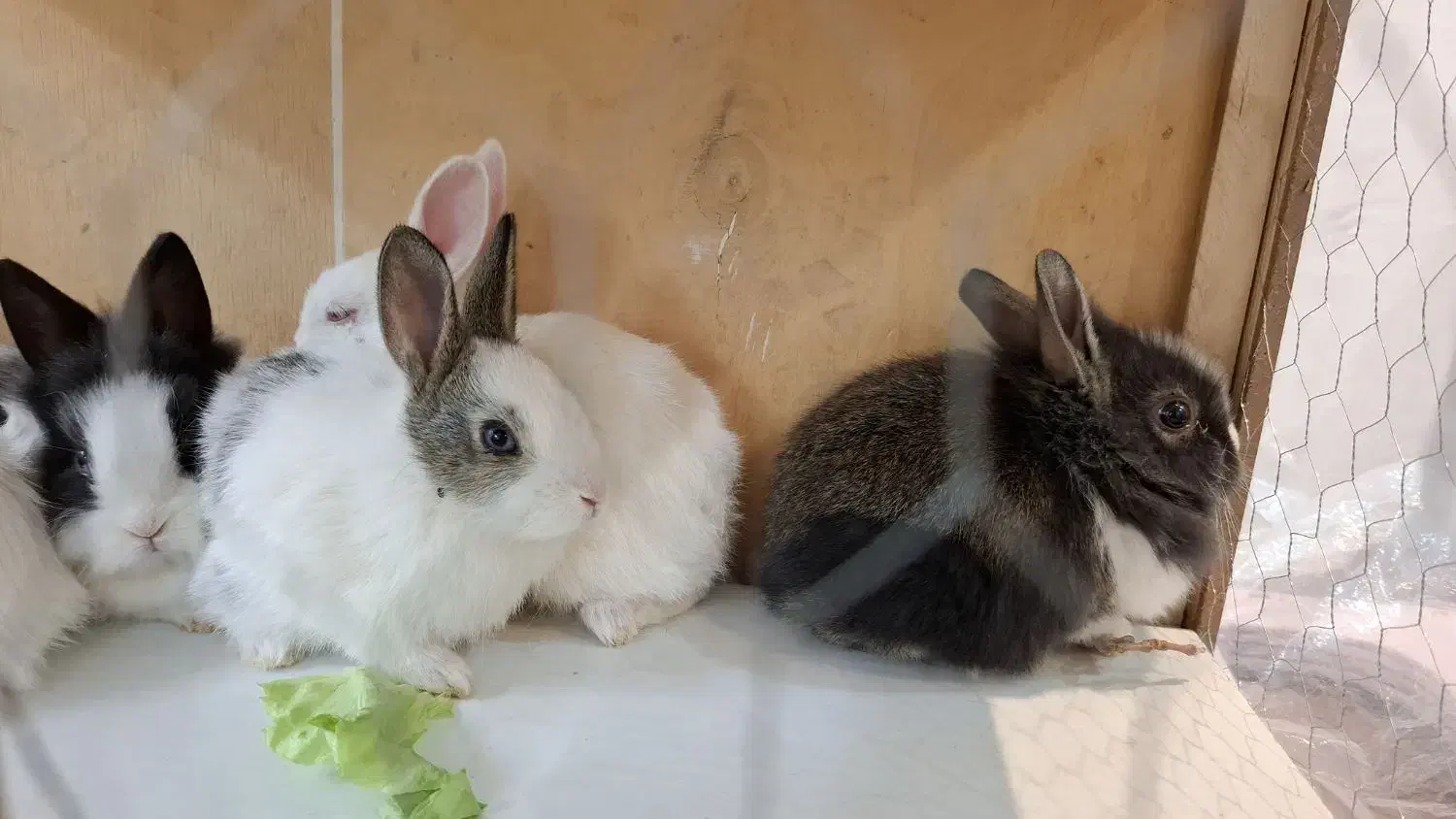 خرگوش بچه خرگوش|موش و خرگوش|خمینیشهر, |دیوار