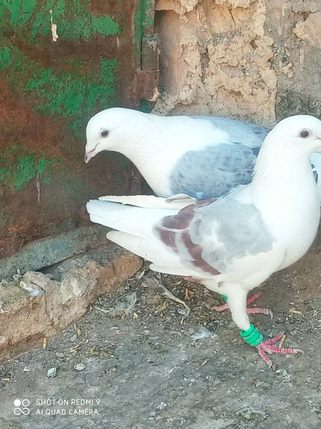 نروماده پشت کویتی به ضمانت تخم وجوجه|پرنده|کاشمر, |دیوار