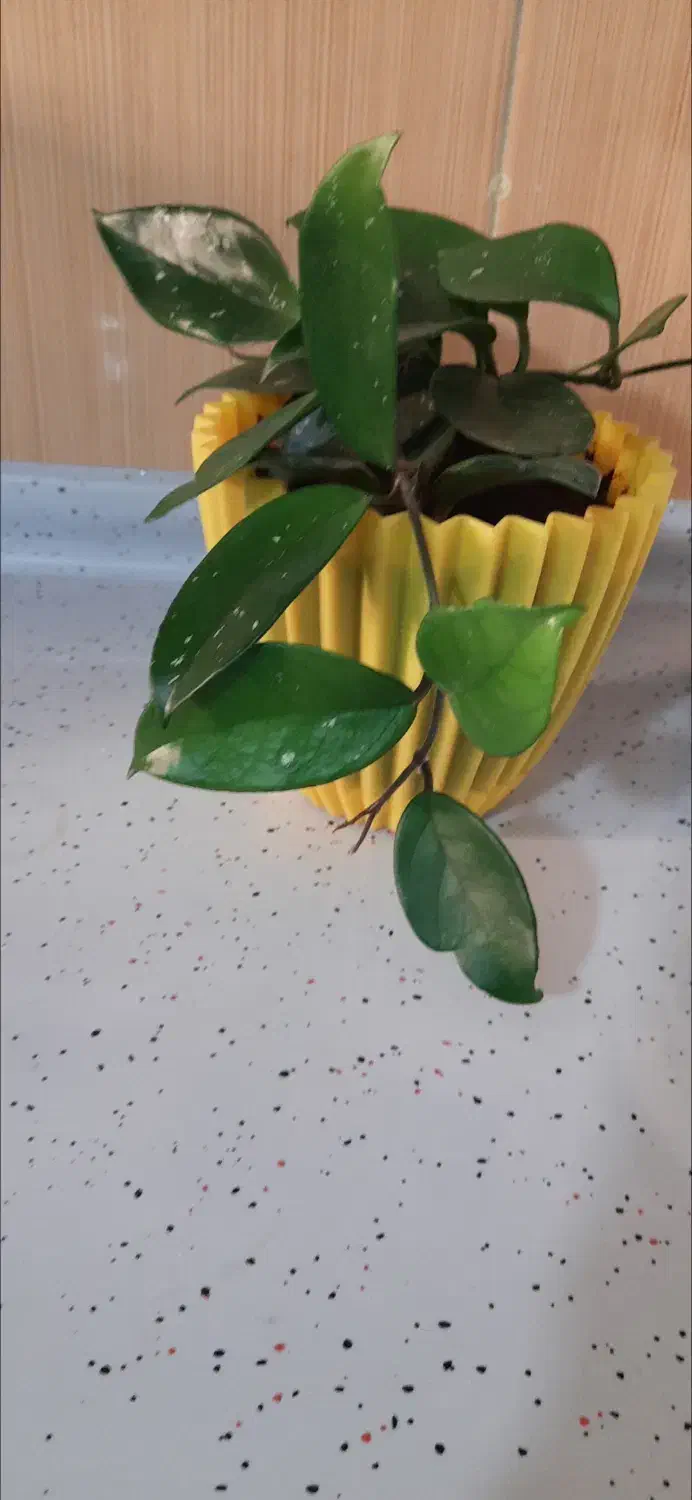 گلهای هویا|گل و گیاه طبیعی|کاشمر, |دیوار