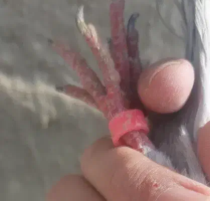 کفتر|پرنده|تهران, سلسبیل شمالی|دیوار