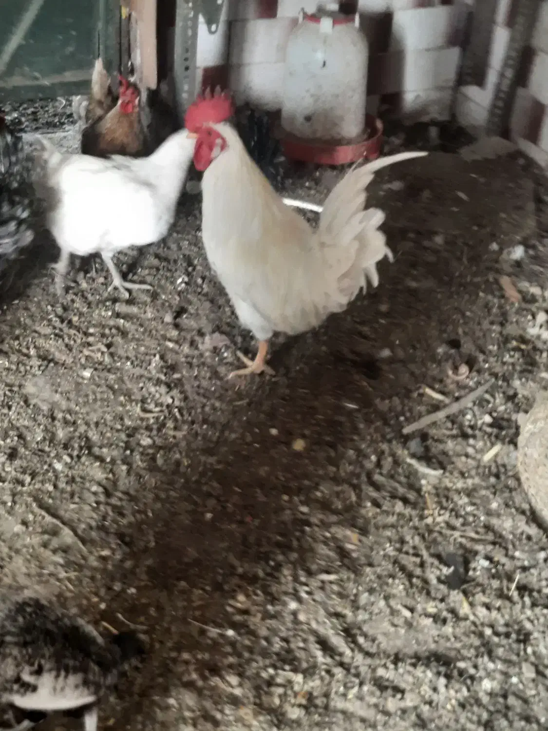 چندعددمرغ وخروس فرفری وساده درروستای گرگر|حیوانات مزرعه|چمران, |دیوار