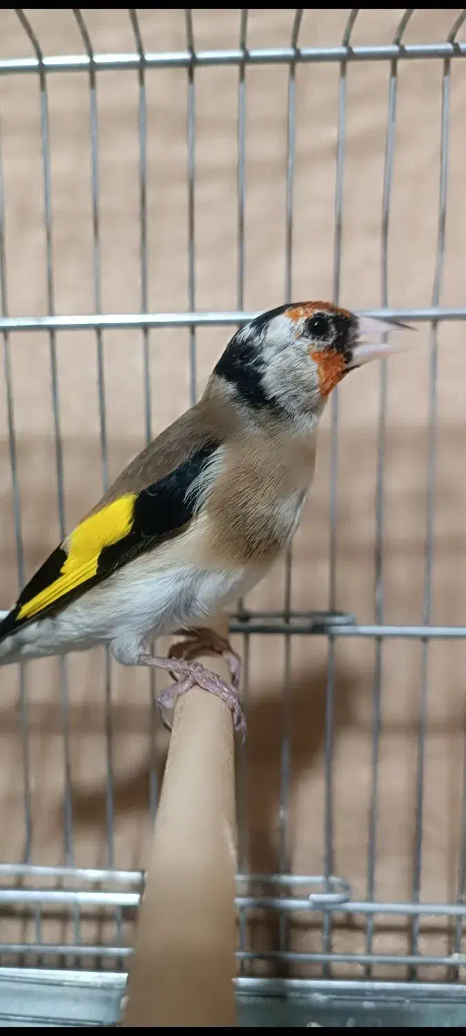 جوجه سال عطیقه|پرنده|شیراز, تندگویان|دیوار