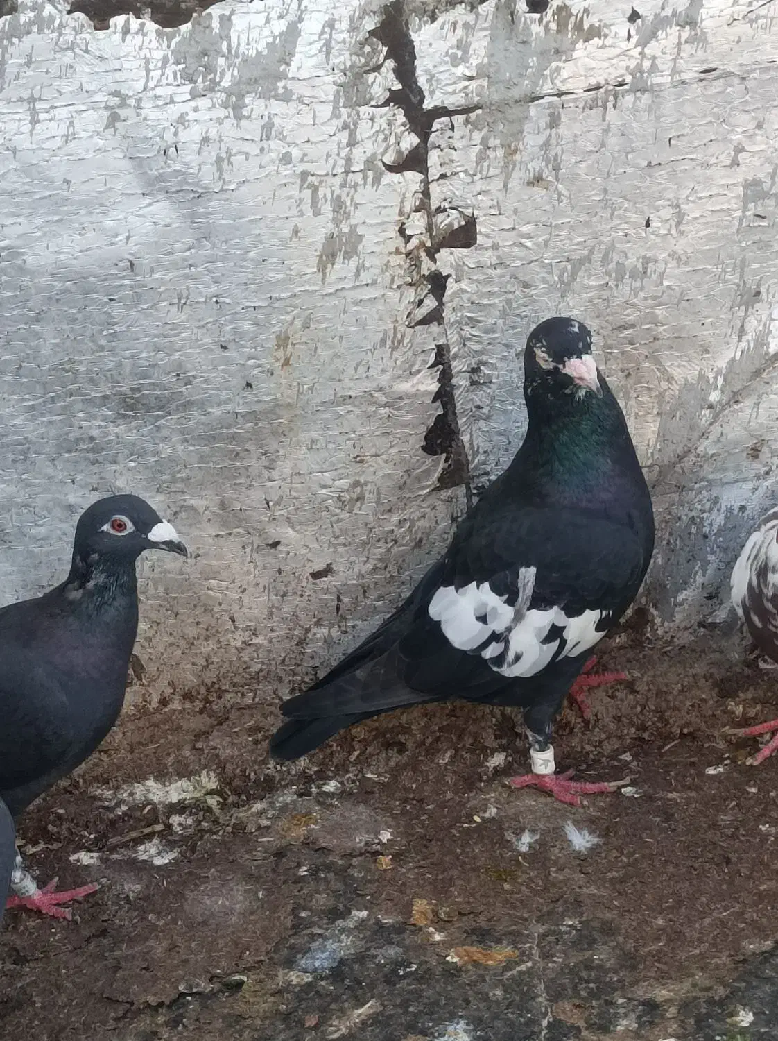 پرنده|پرنده|سعدآباد, |دیوار