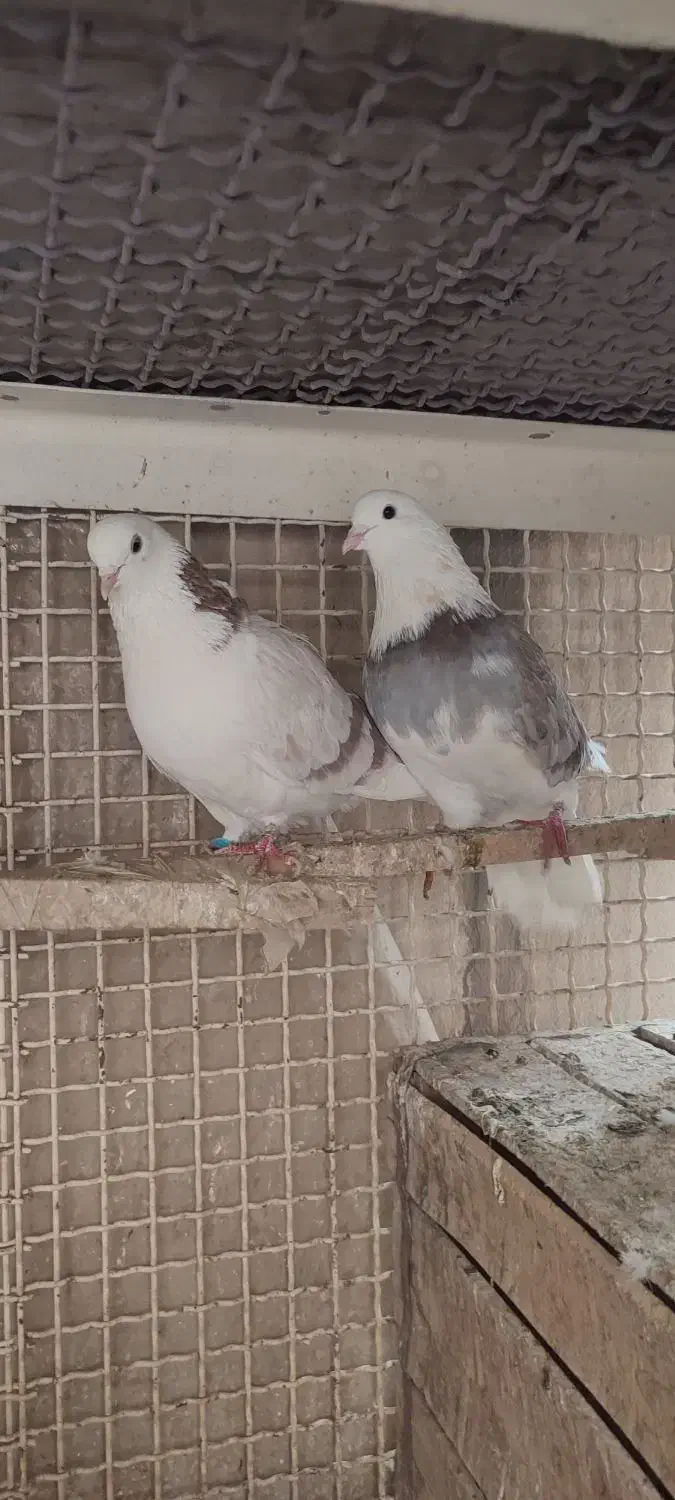 کفتر یا کبوتر هما پرشی|پرنده|قرچک, زیبا شهر|دیوار