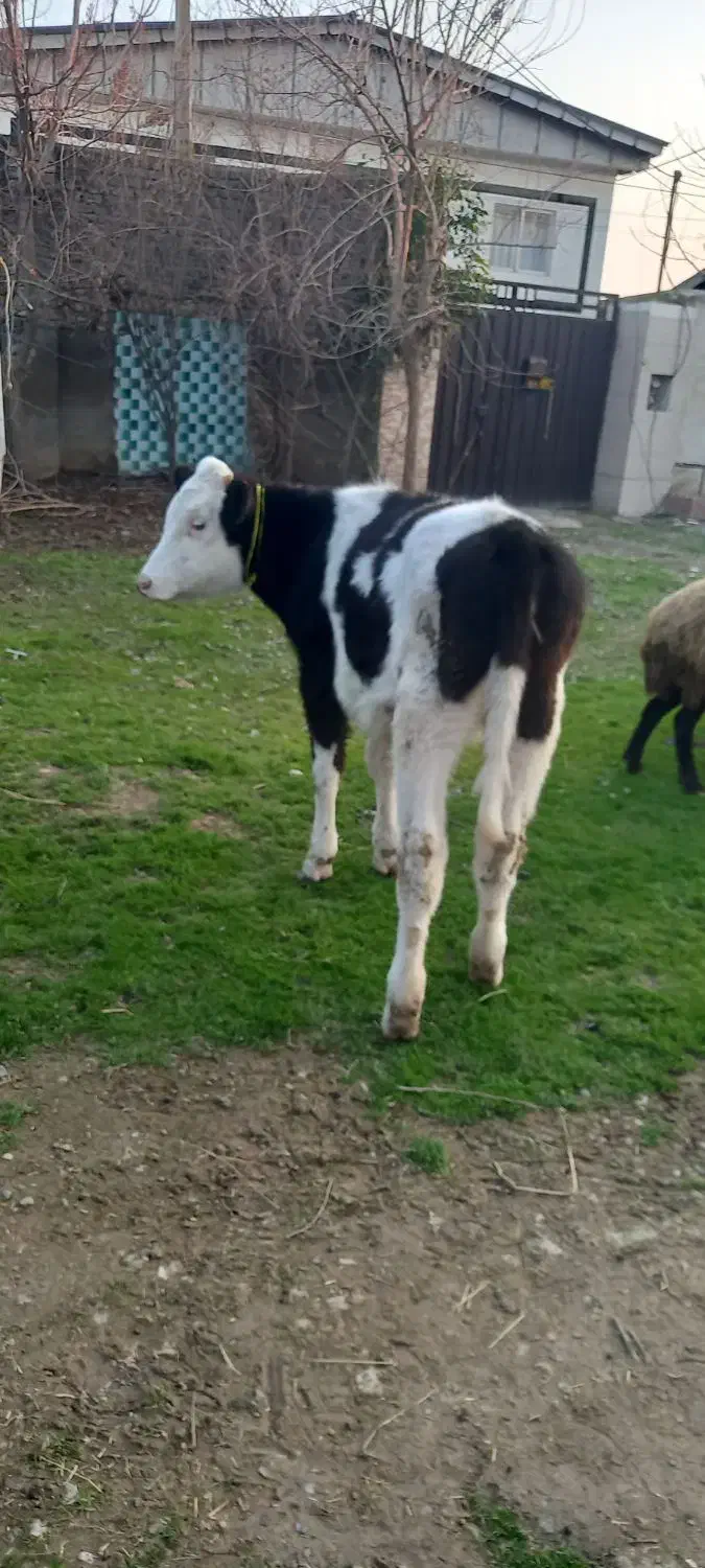 گوساله|حیوانات مزرعه|سرخنکلاته, |دیوار