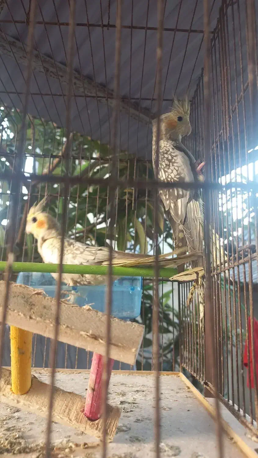 عروس هلندی|پرنده|رشت, دخانیات|دیوار