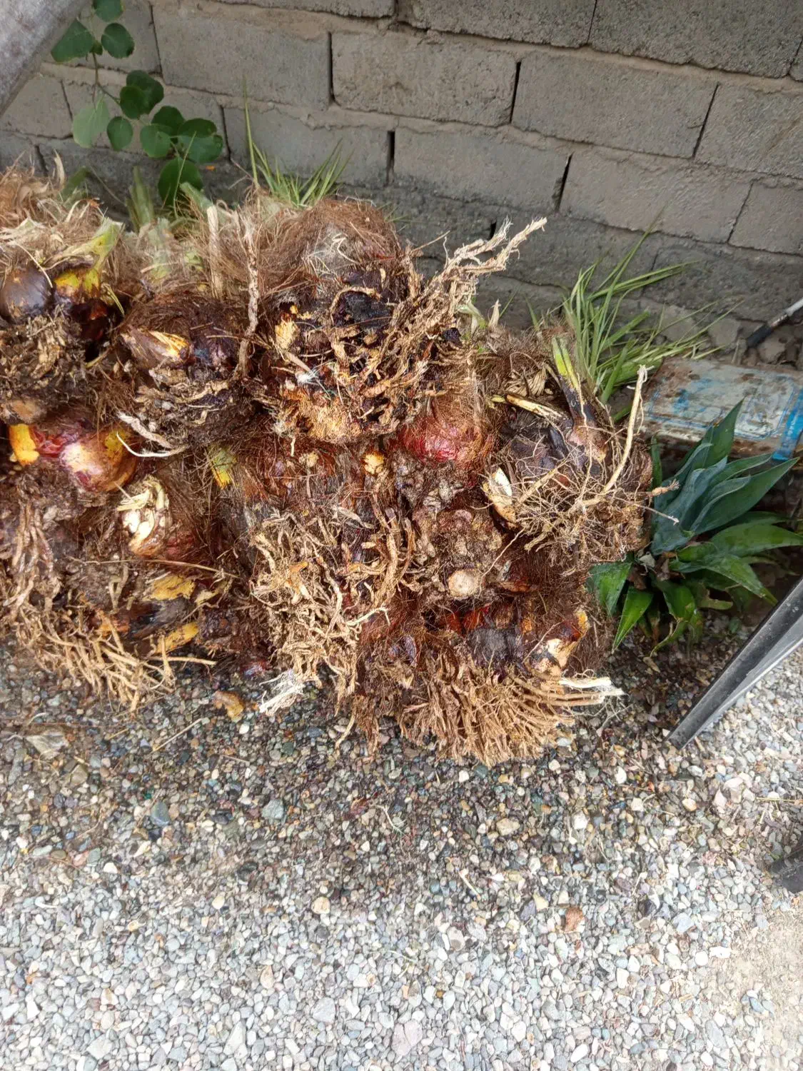 فسیل کلوته|گل و گیاه طبیعی|کهنوج, |دیوار