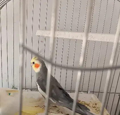 عروس هلندی گم|حیوانات|همدان, |دیوار