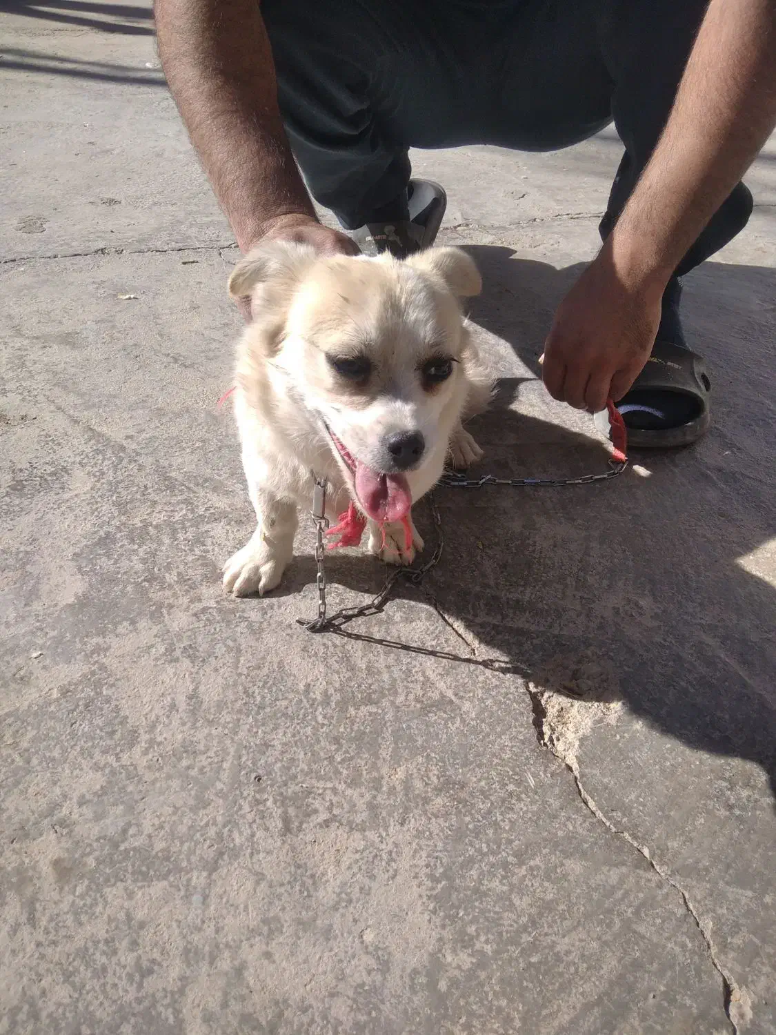 فروشی|سگ|خرمدره, |دیوار