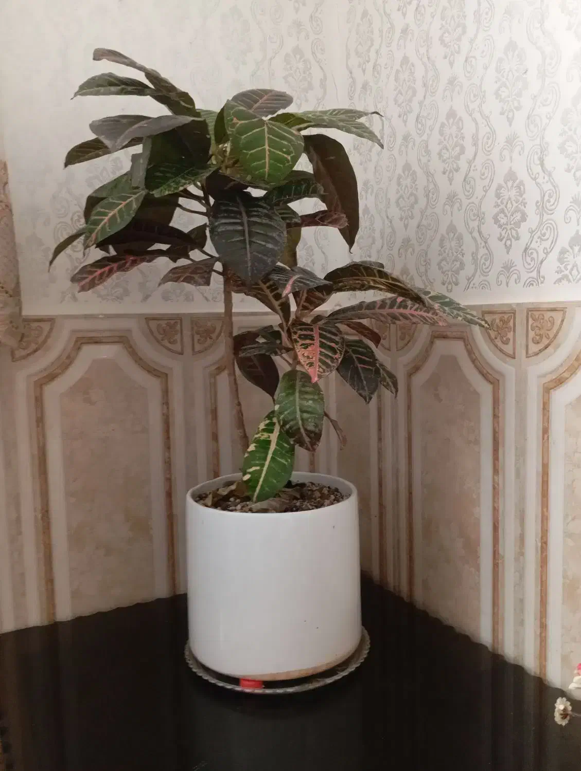 گل طبیعی بزرگ|گل و گیاه طبیعی|سبزوار, شرق کال شمالی|دیوار