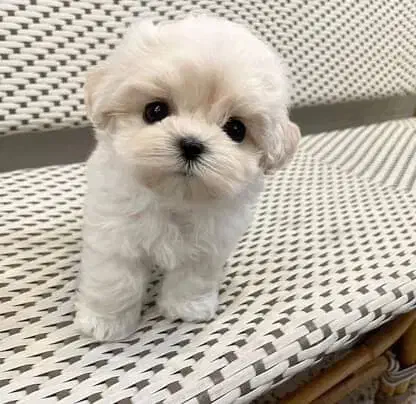 سگ تربیت شده|سگ|شهرکرد, |دیوار