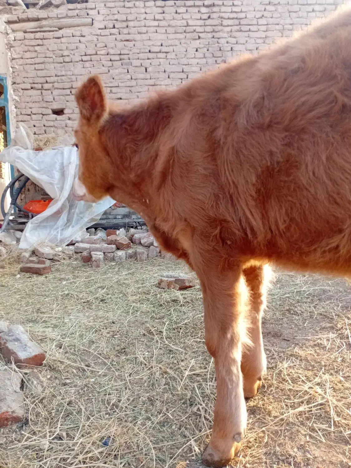 گوساله نر سیمیتال قرمز|حیوانات مزرعه|بناب, |دیوار