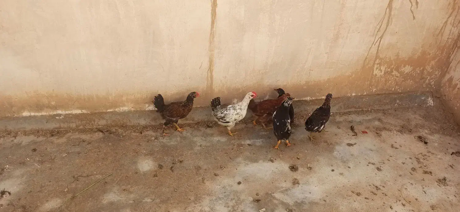 خروس|حیوانات مزرعه|گتوند, |دیوار