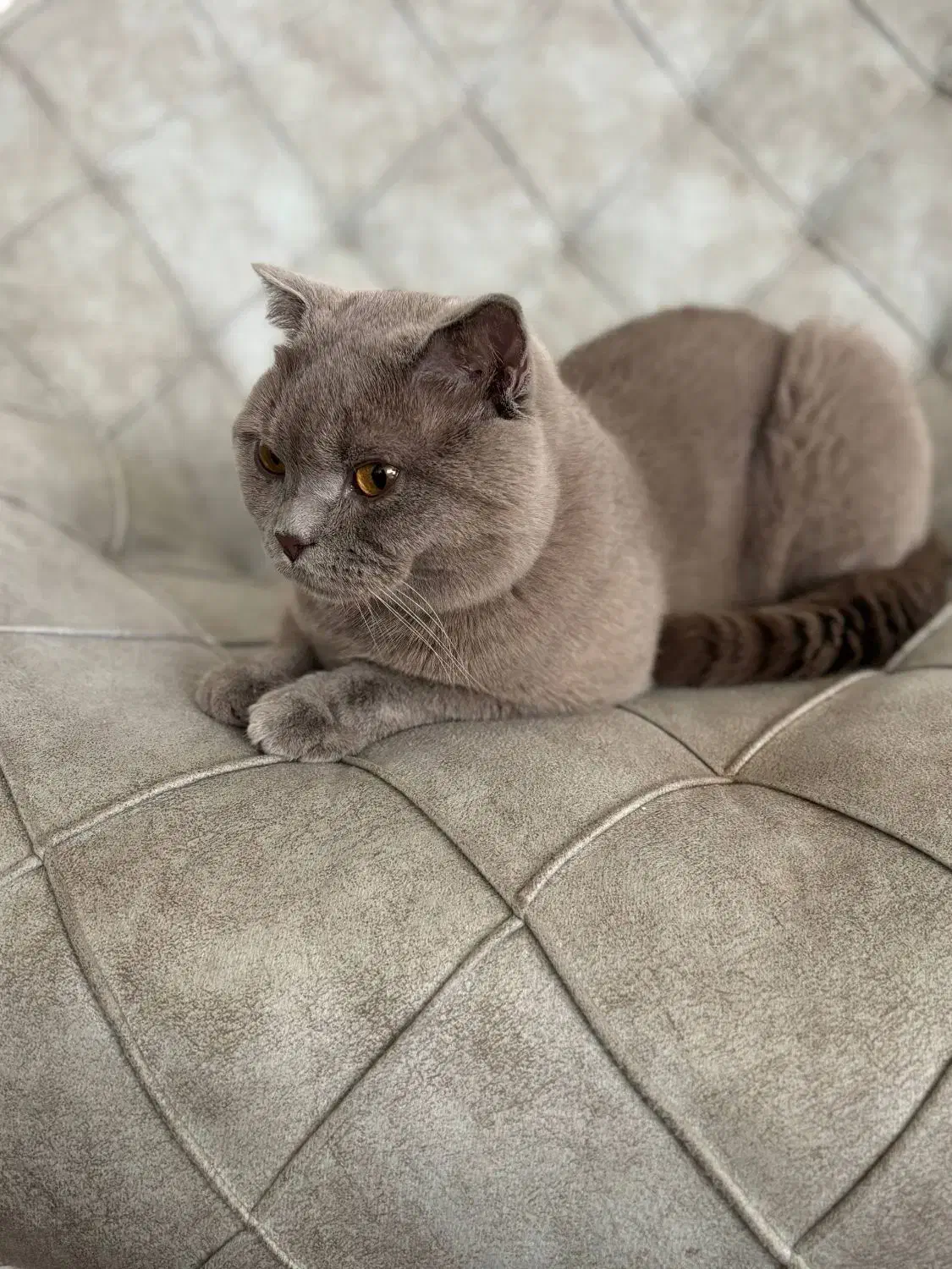 جفتگیری گربه اسکاتیش آنفولد نر|گربه|نیشابور, شریعتی|دیوار