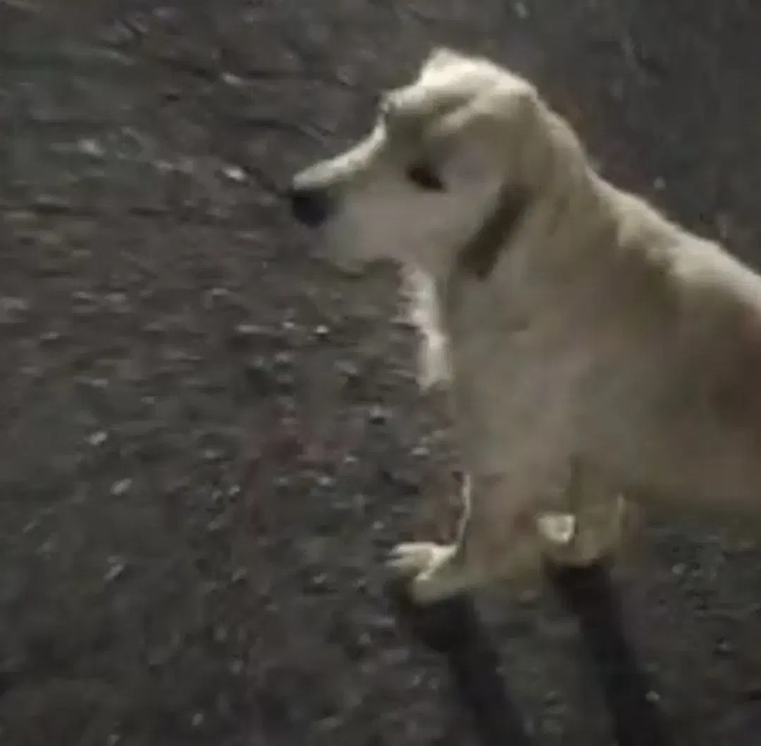 سگ ماده ، گم،شده|سگ|اشتهارد, |دیوار