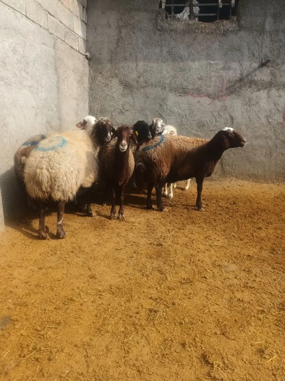 میش|حیوانات مزرعه|کوهدشت, |دیوار