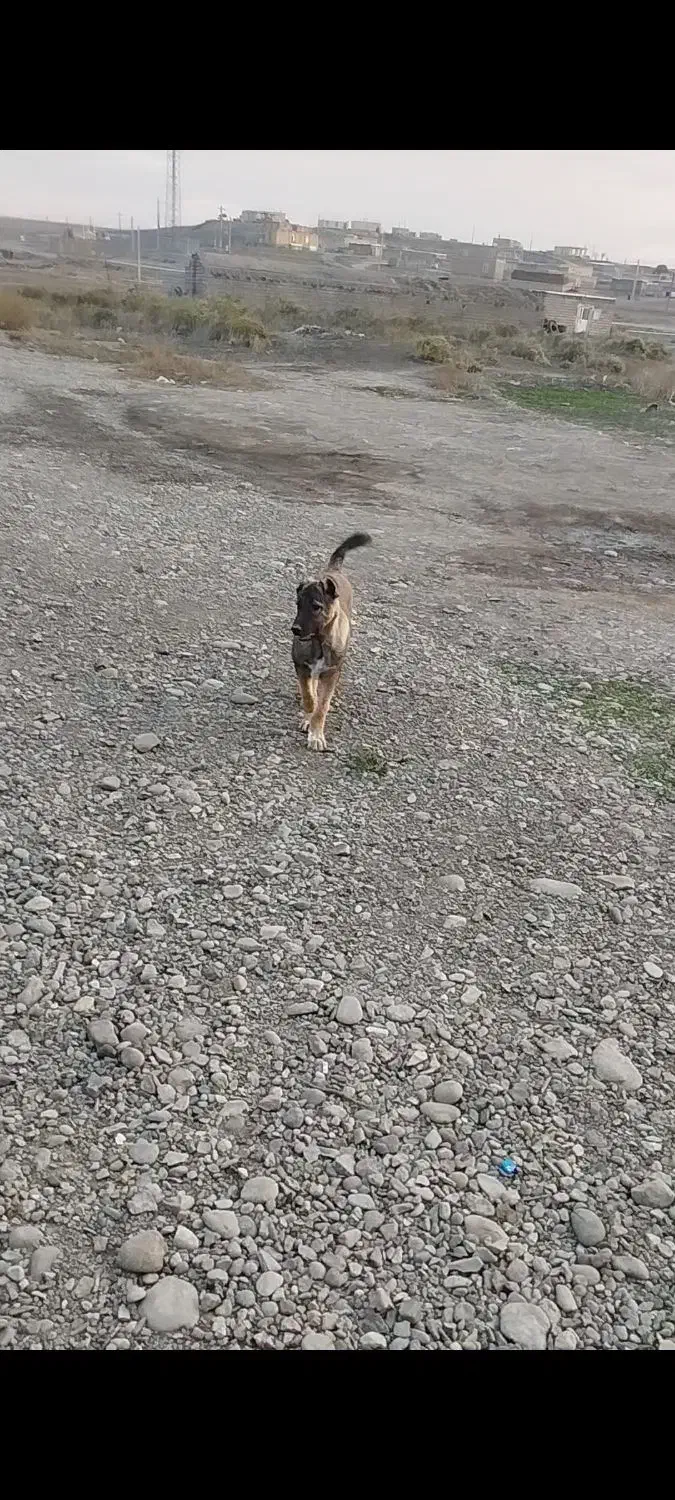 توله سگ سرابی نر|سگ|پارس‌آباد, |دیوار