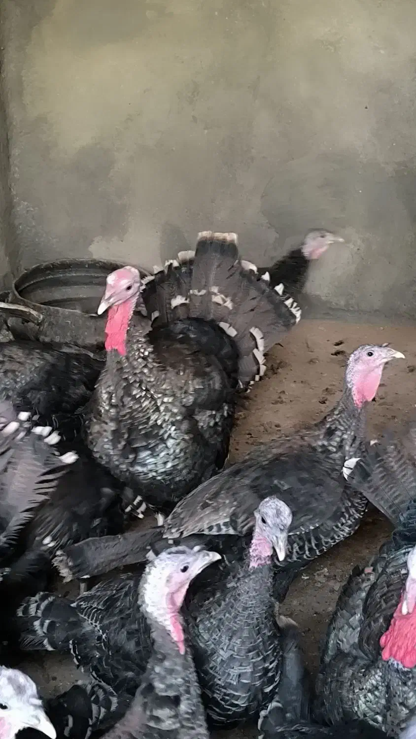 فروش بوقلمون برنز و بوربون برای باغ یا گردشگری|حیوانات مزرعه|مشهد, هنرستان|دیوار