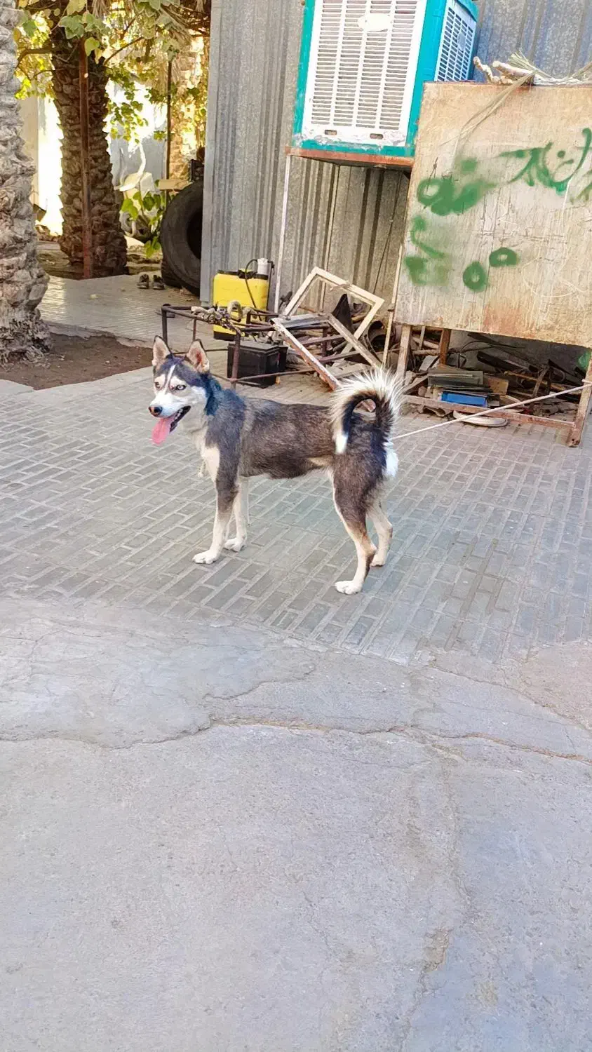 آگهی|سگ|بم, |دیوار