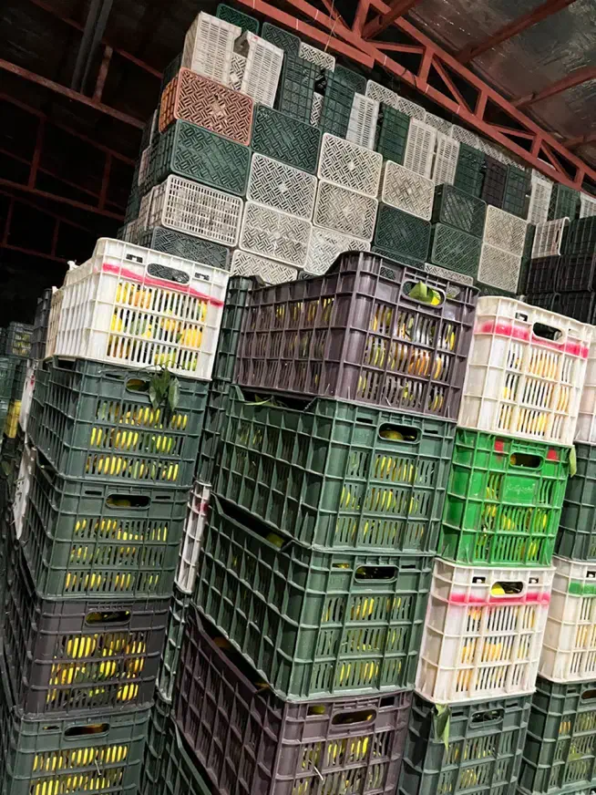 تامسون (انواع مرکبات)|حراج|قائمشهر, |دیوار