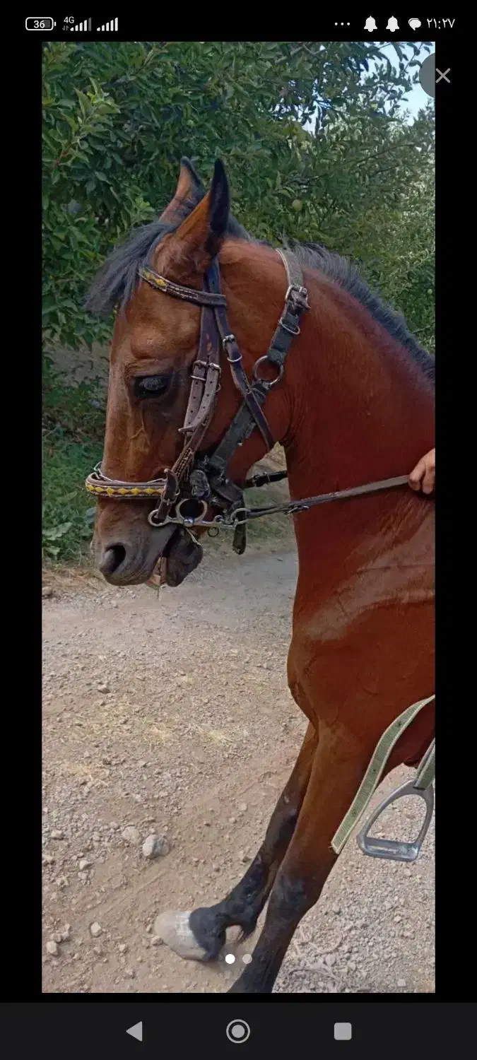 اسب مادیون پر خون|اسب و تجهیزات اسبسواری|سیسخت, |دیوار