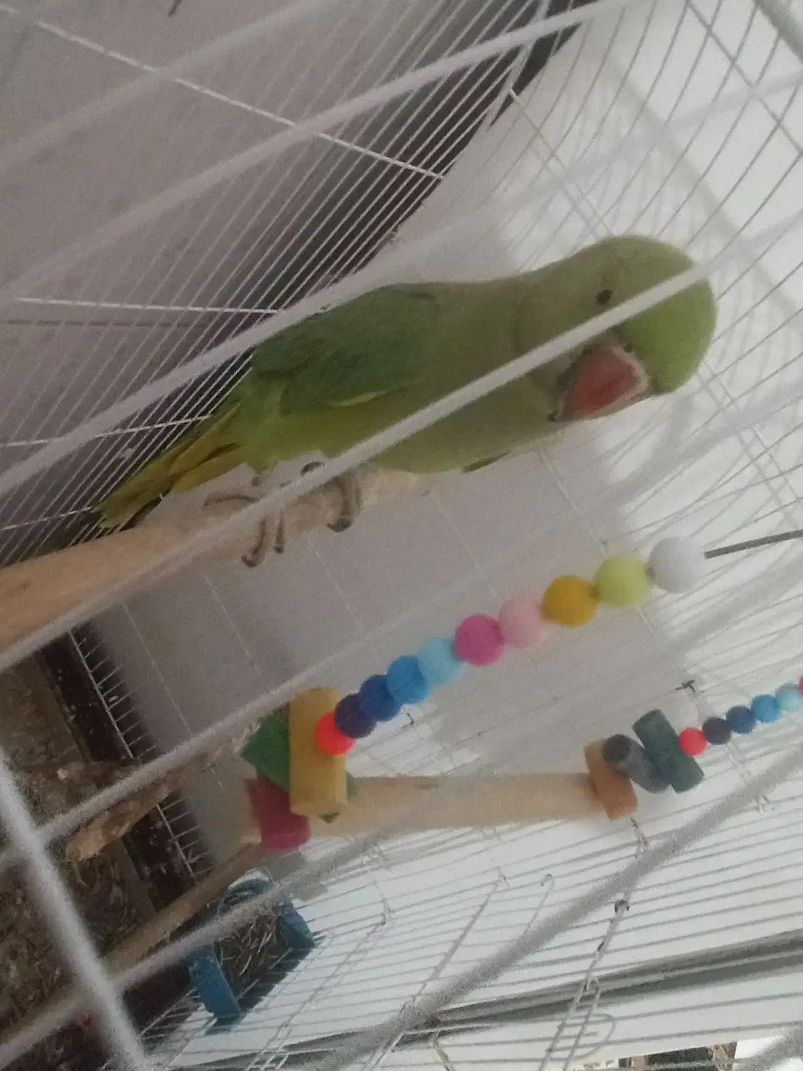 طوطی ملنگو|پرنده|پاکدشت, پاکدشت (مامازند)|دیوار