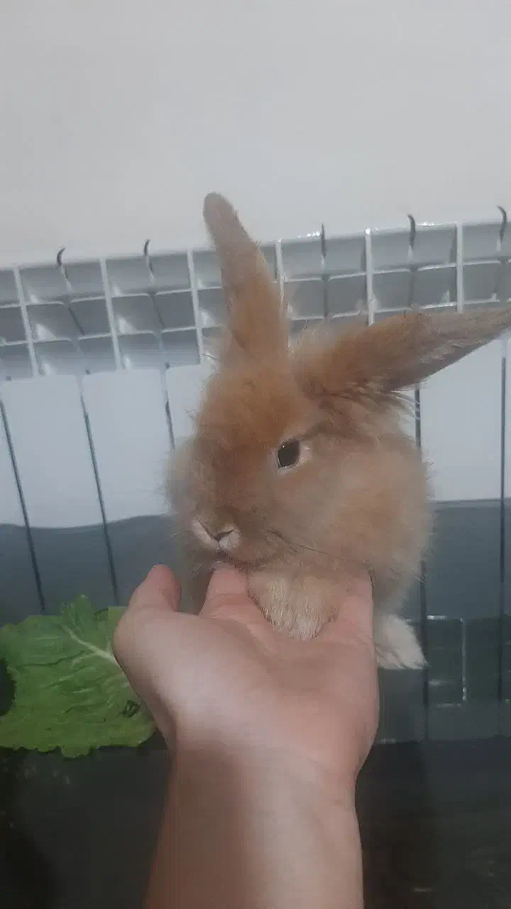 خرگوش لوپ|موش و خرگوش|پاکدشت, پاکدشت (مامازند)|دیوار