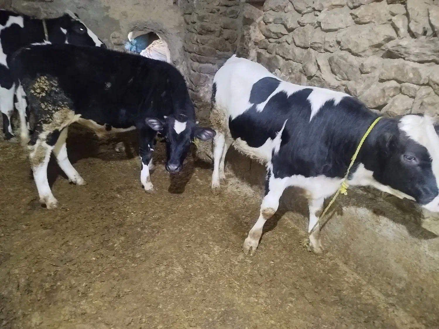 فروش دو راس گوساله|حیوانات مزرعه|صحنه, |دیوار