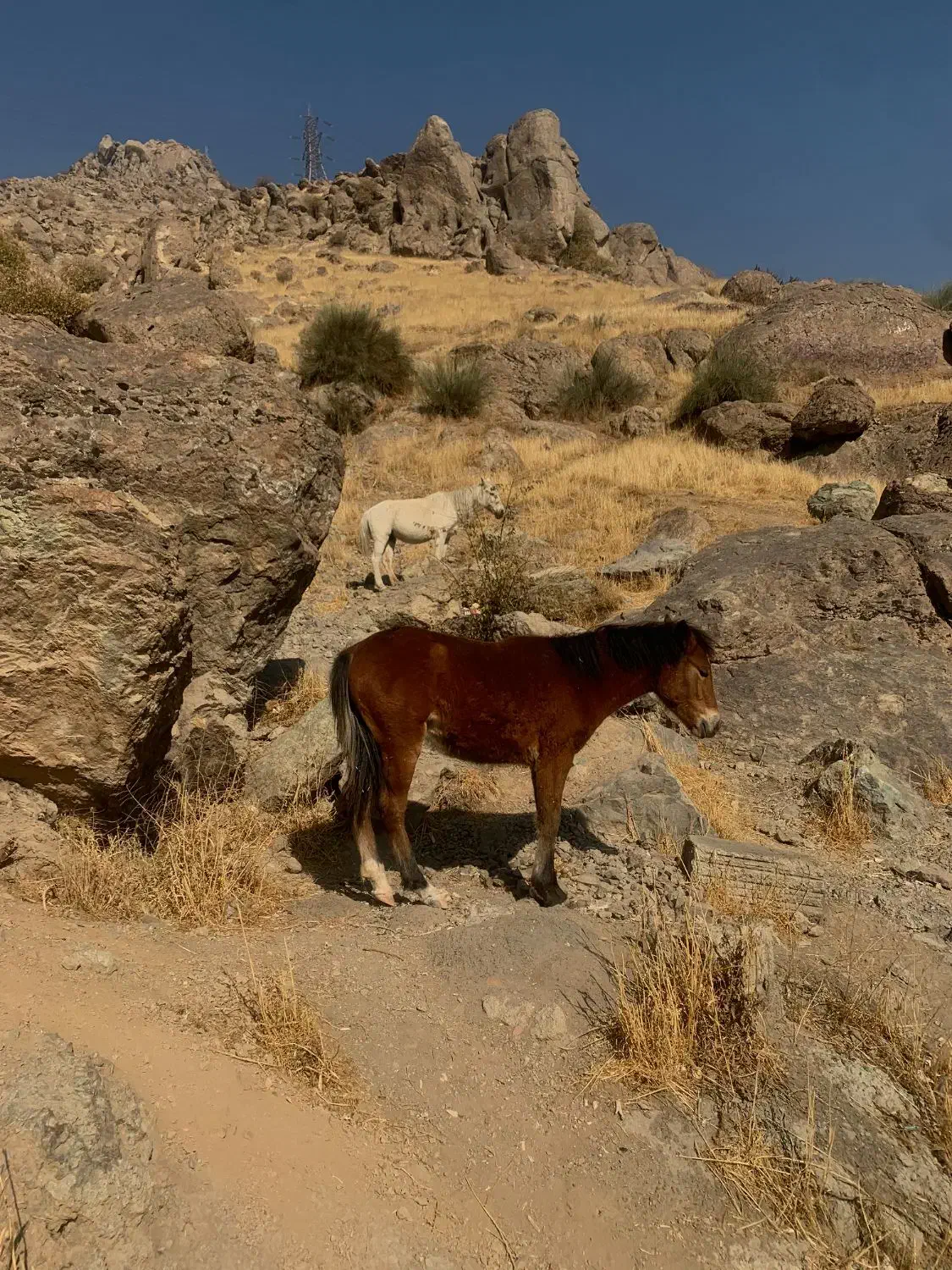 دوعدد اسب|اسب و تجهیزات اسب‌سواری|تهران, نیاوران|دیوار